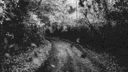 Road in woods